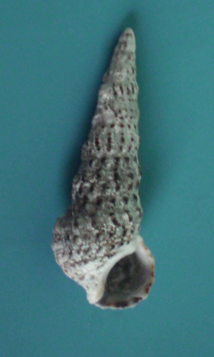 cerithium?